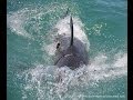 Great White Caught in Fishing Line - The Rescue