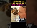 23年間そばにいて少年を大人になるまで見守った猫リリー