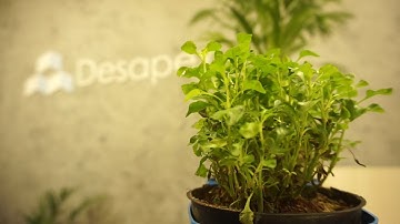 Desapex New Office | BIM | Laser Scanning | Scan to BIM | Digital Twin