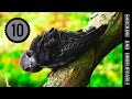 ТОП 10 - САМЫХ БЫСТРЫХ ПТИЦ
