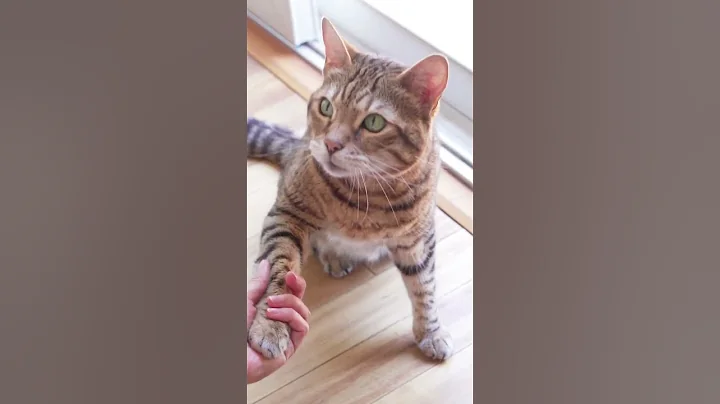 Watch the video about Funny and hilarious animal videos cats and dogs 2023 #shorts