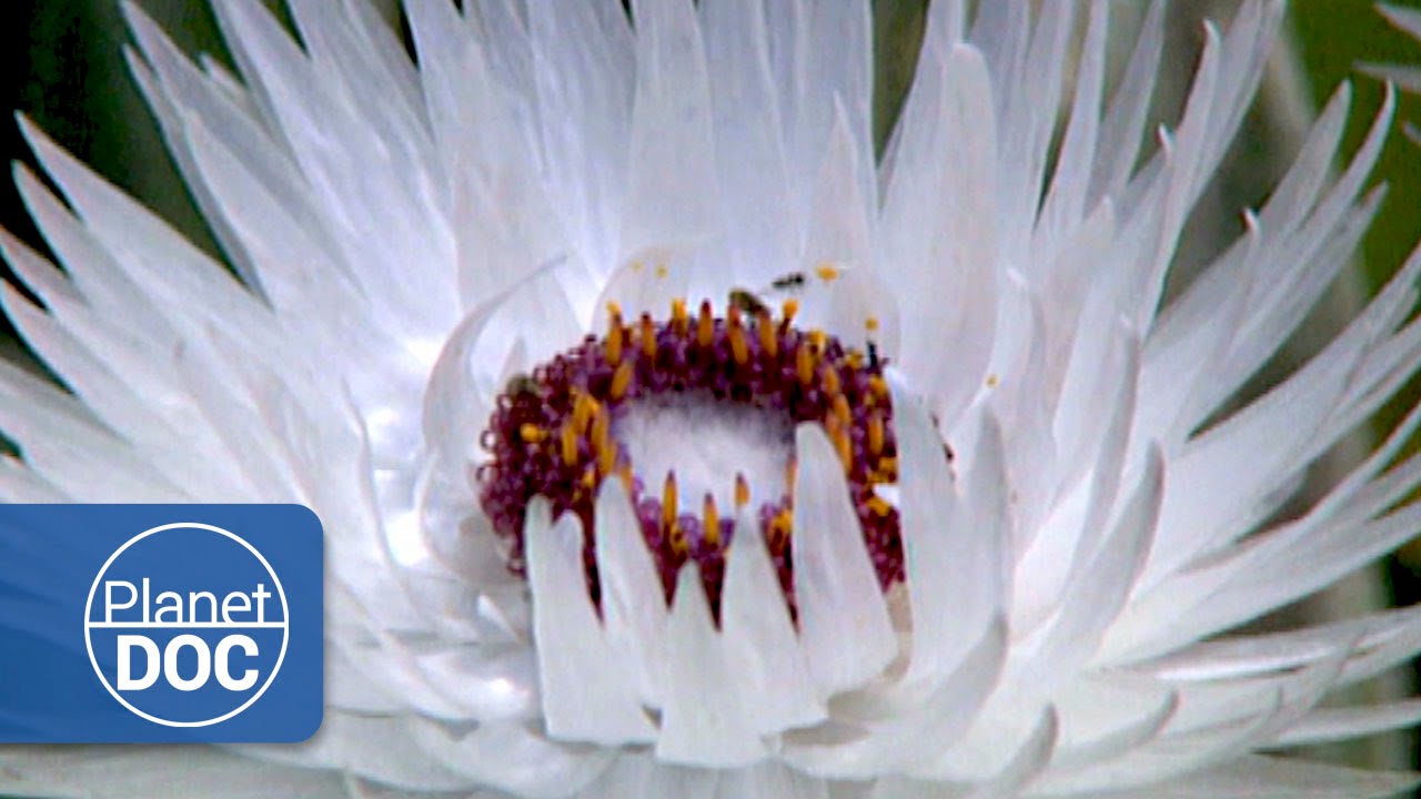 Film backdrop image for Cape Town. Floral Kingdom (2015)