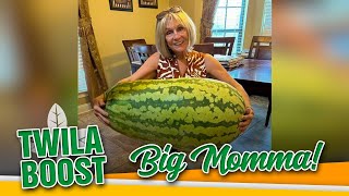TWILA Boost— One in a Melon!