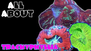 All About The Trachyphllia Open Brain Coral
