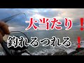 【北海道】【釣り】今年の秋のカジカ釣れる釣れるの大当たり❗️