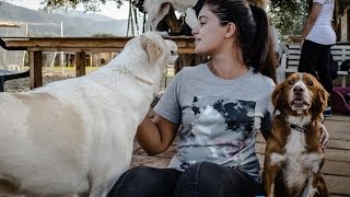 “ Amici degli animali “ Canile Rifugio di Gonnosfanadiga