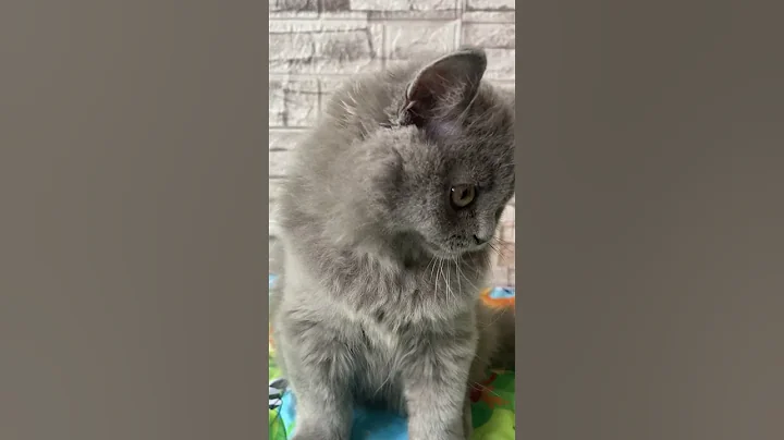 Video 6105961: british longhair blue, longhair boy