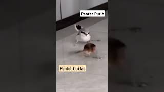 Cendet Putih cendetgacor cendet pentetjatim pentetgacor
