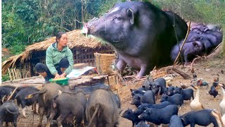 The mother pig's 4-month pregnancy journey, taking care of the pig from pregnancy to farrowing