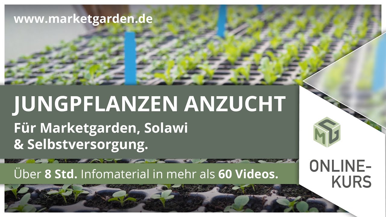 Tomaten Anbauen - WELTBESTER DÜNGER zum Selbermachen für Tomaten und andere Jungpflanzen