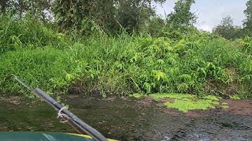 Câu cá lóc U Minh Thượng.  Cú cắn mồi của Hugo