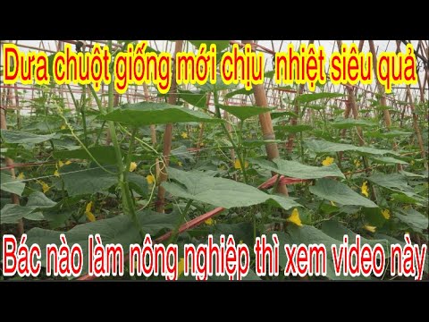 Video: Cơ cấu tổ chức của doanh nghiệp và sự phát triển của doanh nghiệp