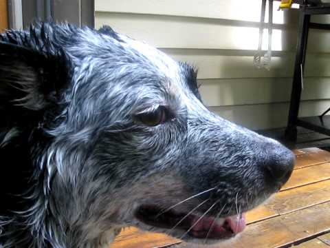 Kobe having fun playing in the rain!