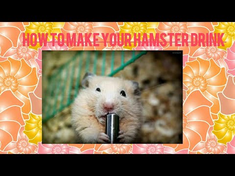 dehydrated hamster