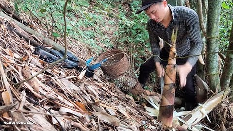 Hái Măng Tre Rừng ✓ NGƯỜI VÙNG CAO