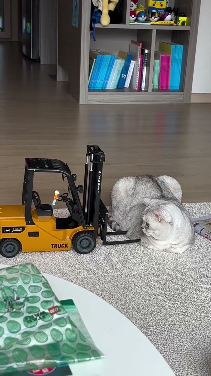 Funny  cats ???????