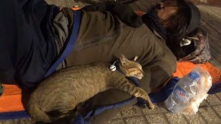 Cute CATS Won't Sleep Until They Cuddle with Their Humans  Cute Cats Show Love