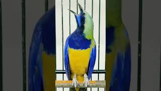 Emosi Cucak Cungkok Gacor kicaumania cungkokgacor masteranburung