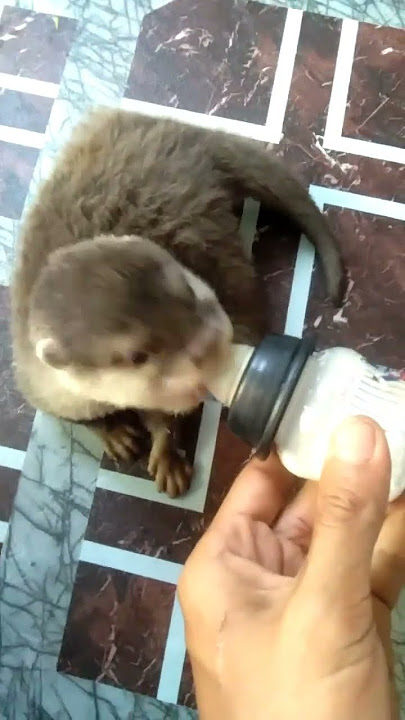 comel. pagi tadi pergi menacing ternampak anak memerang bawak balik ke rumah