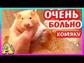 СПАСЕНИЕ ХОМКИ ФАНТЫ / ЧТО БЫЛО В ХОМЯКЕ? / Alisa Easy Pets