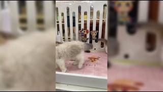 Tiny Fluffballs Explore Their World at the Cat Market