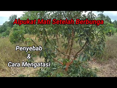 Video: Avocado Saya Kehilangan Buah - Sebab Buah Pramatang Gugur di Pokok Avokado