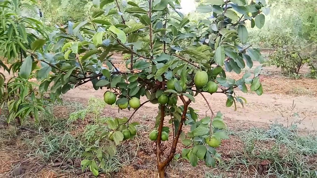 Thai guava (Amrud) 9106310963 : shree hari horticulture Nursery Baroda Gujarat India - YouTube