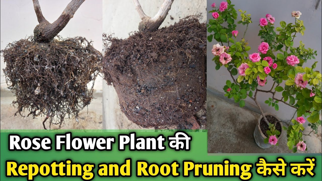 Rose Flower Plant की Repotting and Root Pruning कैसे करें ? Best time