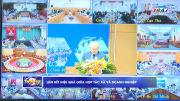 Liên kết hiệu quả giữa hợp tác xã và doanh nghiệp | TayNinhTV