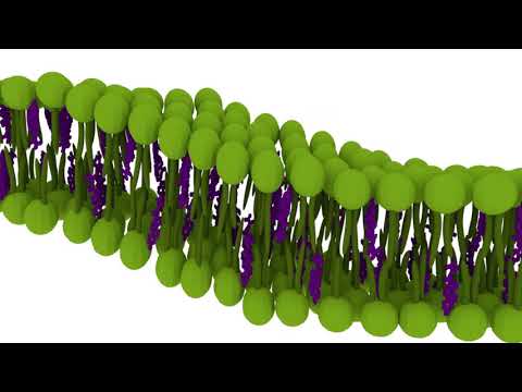 Video: Ergosterol Yang Diasingkan Dari Basidiomycete Pleurotus Salmoneostramineus Mempengaruhi Membran Plasma Trypanosoma Cruzi Dan Mitokondria