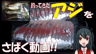 アジのさばき方動画です【マアジ】【さばき方】【ダイソー包丁】