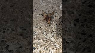 Scorpion in kitchen floor
Scorpion in kitchen floor Scorpion in kitchen floor