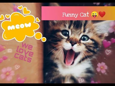 cats-are-so-funny-you-will-die-laughing--(we-love-cats)--videos-compilation