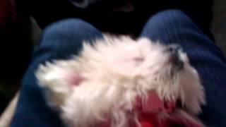 VID 20120315 153218