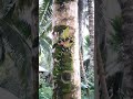 Moss and Small Bird&#39;s Nest on a Coconut Tree ❤️🌴#shorts #coconut #tree #treeoflife #birdsnest #moss