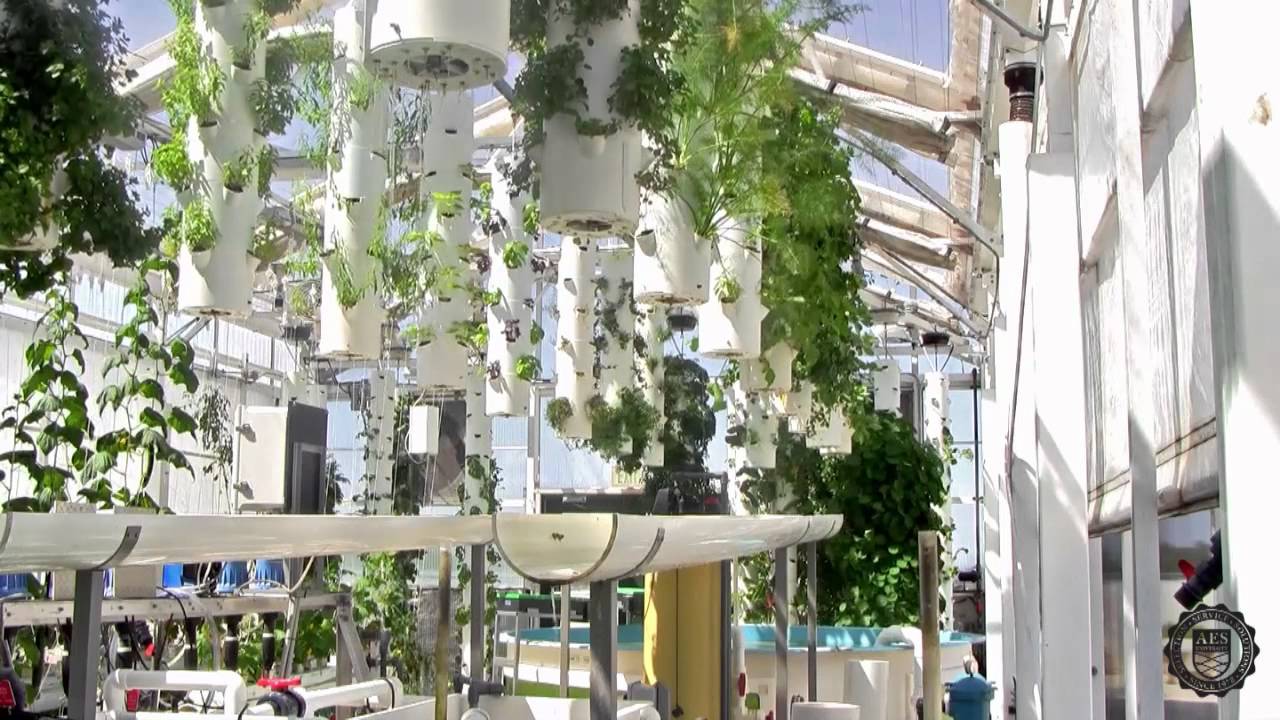 Green Sky Growers Hydroponic Rooftop Greenhouse- North 