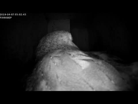 Live stream Uilenkast