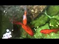 Tự Làm Hồ Cá Mini Độc Lạ Chỉ Với Vài Bước Đơn Giản