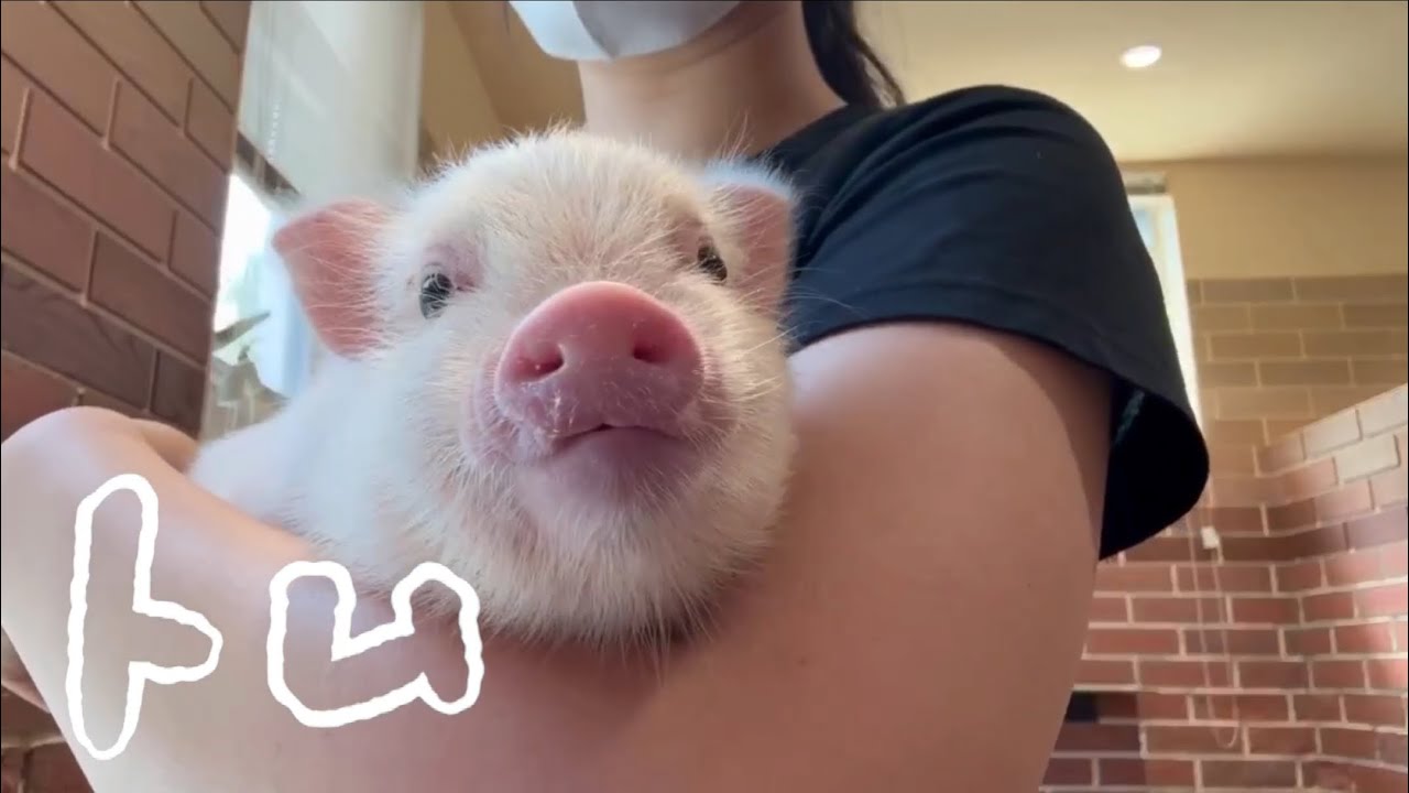 pigちゃん紹介動画〜トム Tom〜