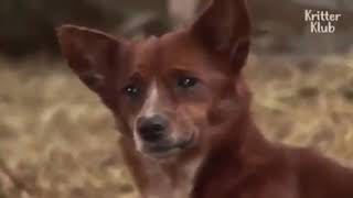 Köpek Ve İneğin Dostluğu Duygusal