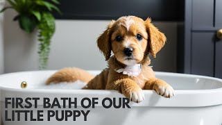 First bath of our little puppy | first bath of our little bhotiya puppy |dog lover