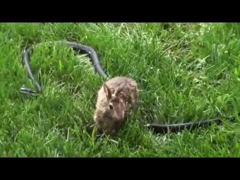 Кролик против змеи |  Rabbit vs snake