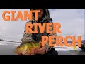 Jumbo Mississippi River Backwater Perch | Finding Mississippi River Perch | Giant River Perch