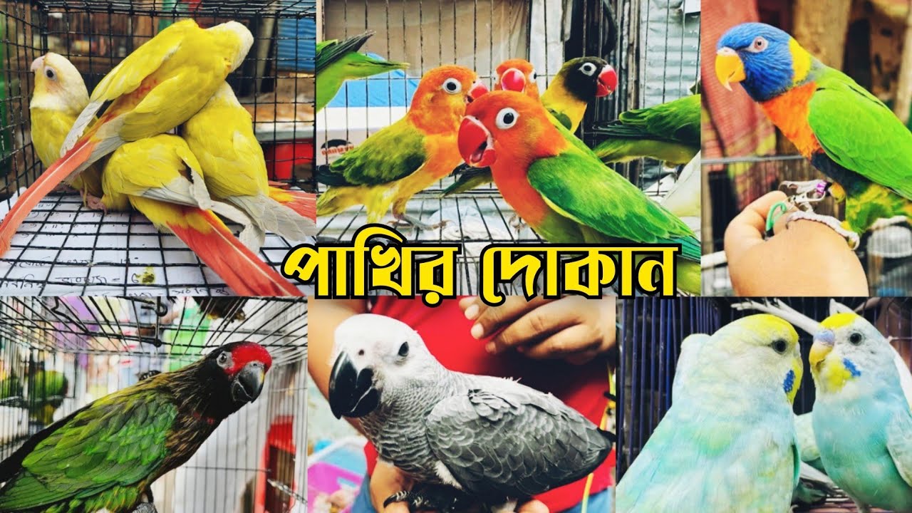 লরিপাখি,বাজিগার পাখি জুলহাস বার্ড হাউজ || পাখির দোকান || Parrot market in Bangladesh