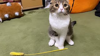 大好きな猫じゃらしで遊んでアピールをする親子猫がこちら