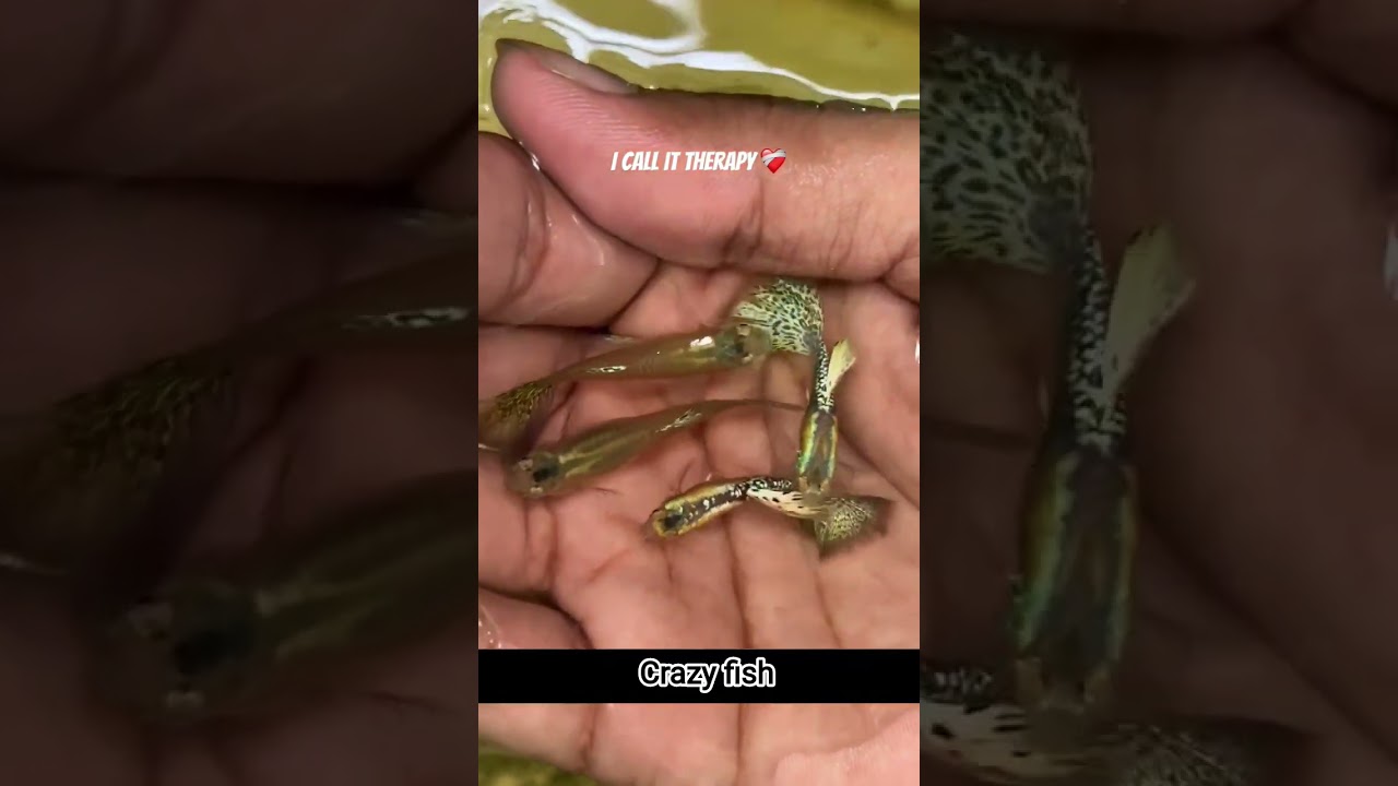 ❤️‍🩹🐠 . . . .