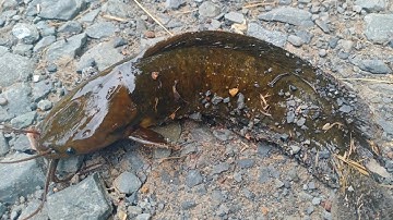 Câu cá rô, trê, thác lác: trở lại điểm câu huyền thoại: lên toàn rô, trê vàng khủng