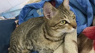 Mỗi Người Cho Miu Xin 1 Sub Để Miu Có Động Lực Quay Video Mỗi Ngày Ạ