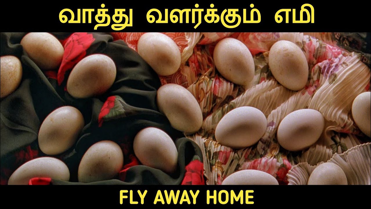 வாத்துக்கு பறக்க கற்று தரும் குட்டி பொண்ணு