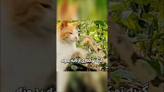 چرا گربه ها به مار ها پیروز میشن